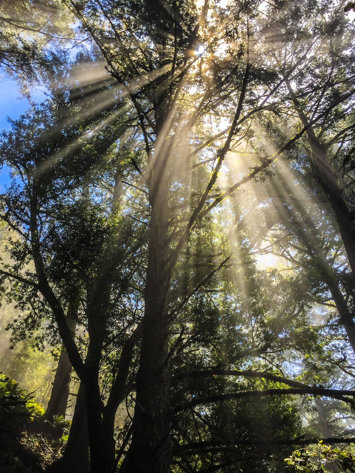 Matt Davis-Coastal Trail Loop 