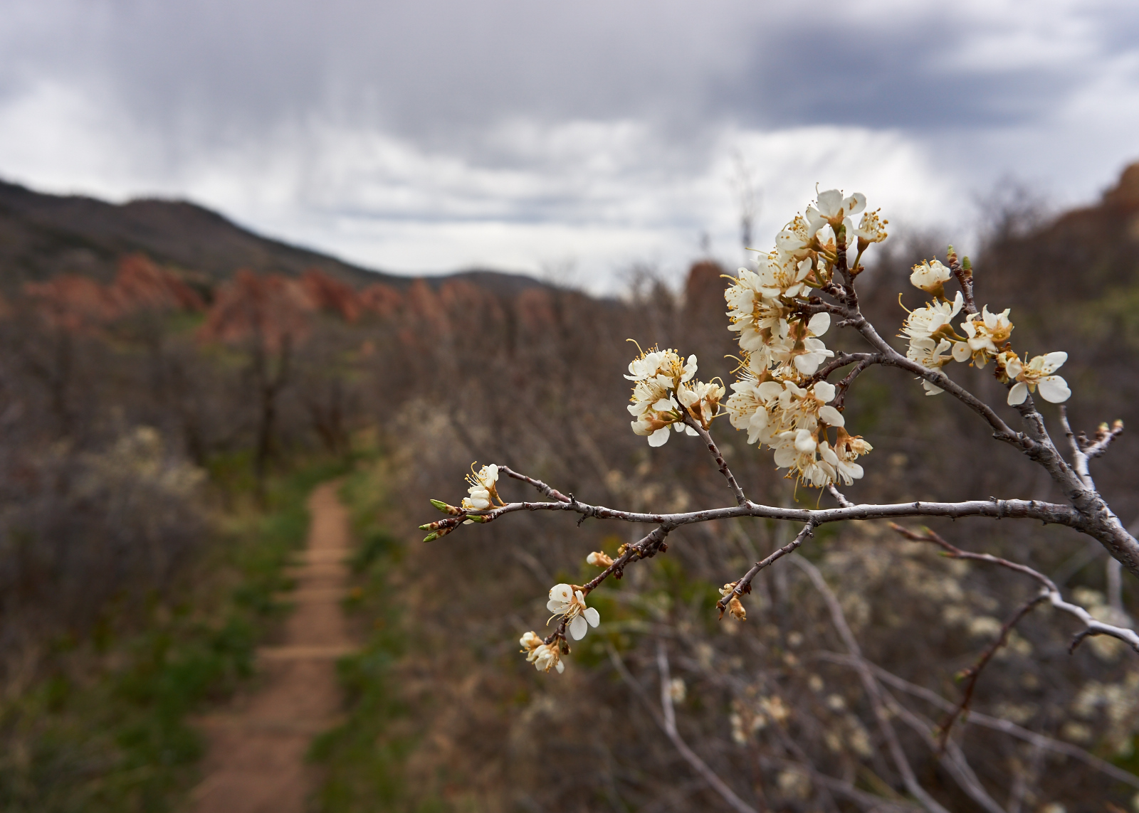 South Rim Trail Loop at Roxborough State Park