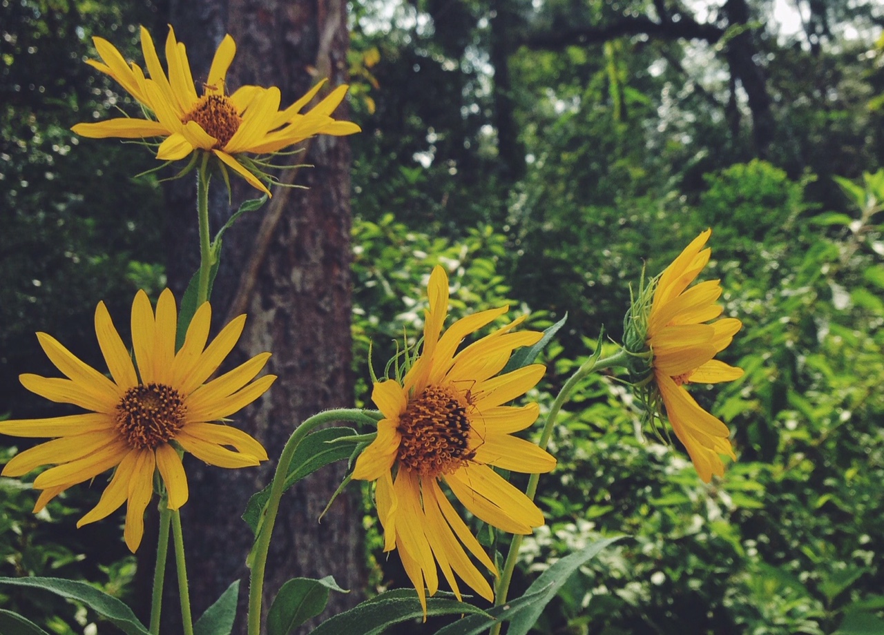 Hit the Trails at Memorial Park