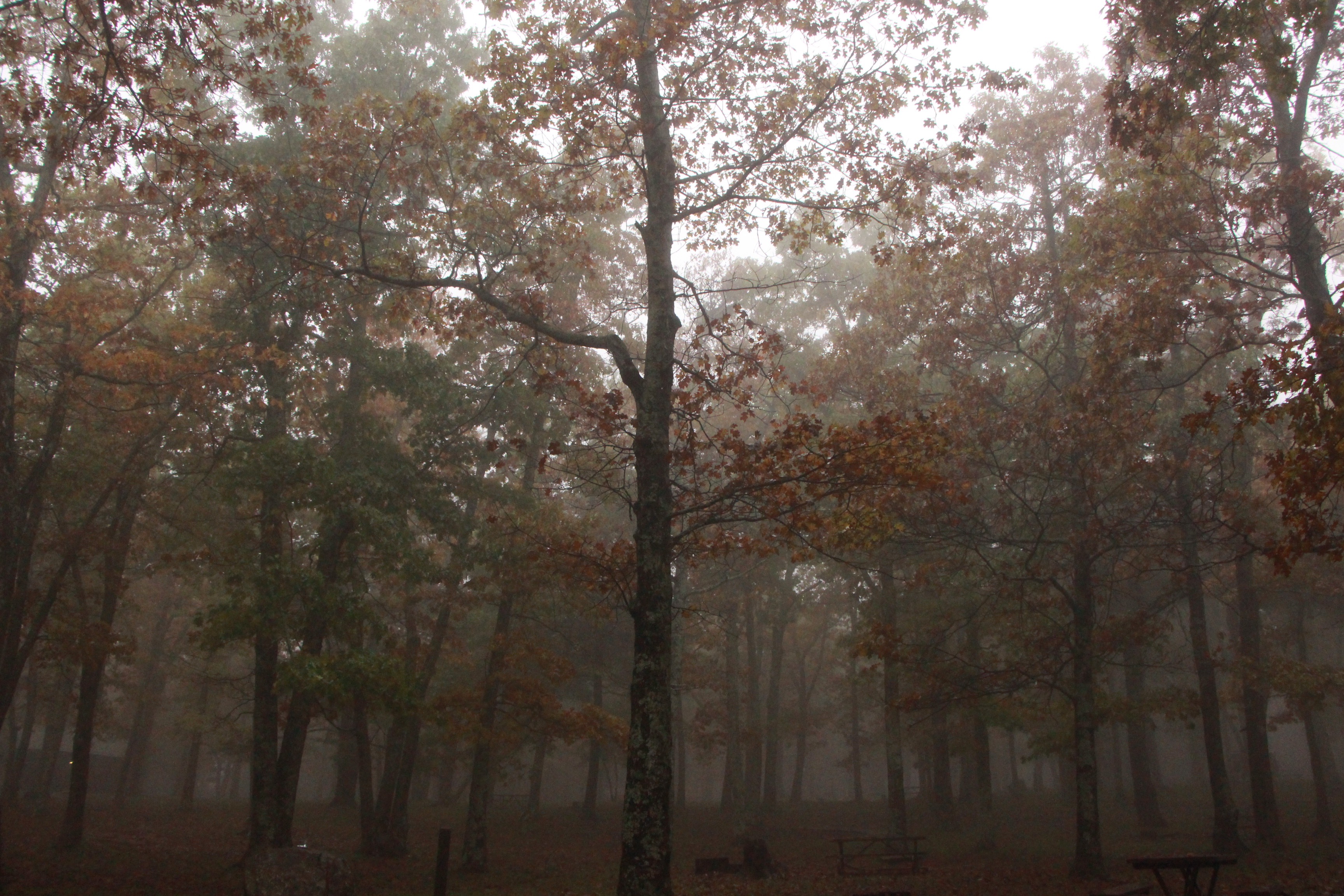Camp at Big Meadows, Shenandoah National Park