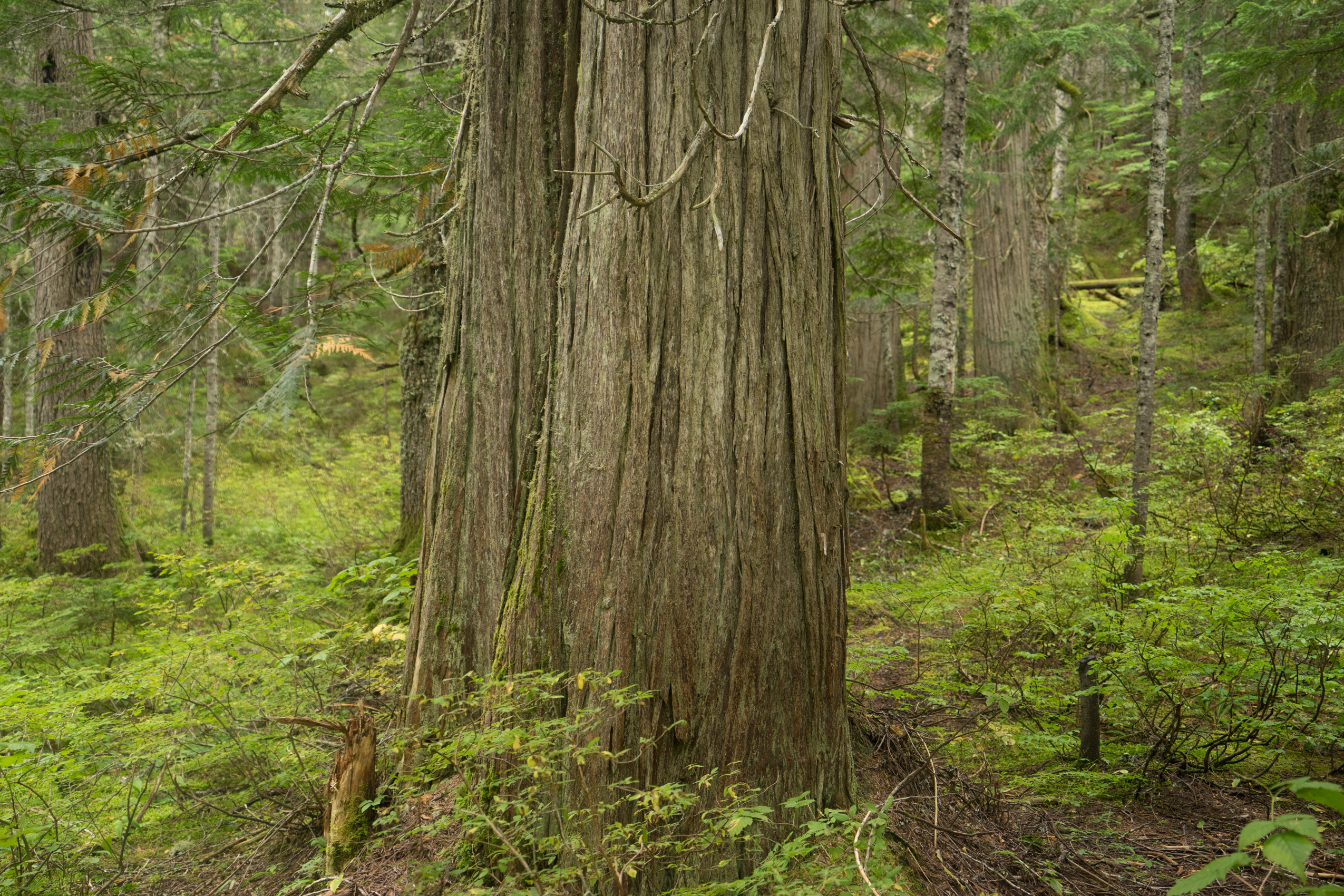 Talapus Lake Trail