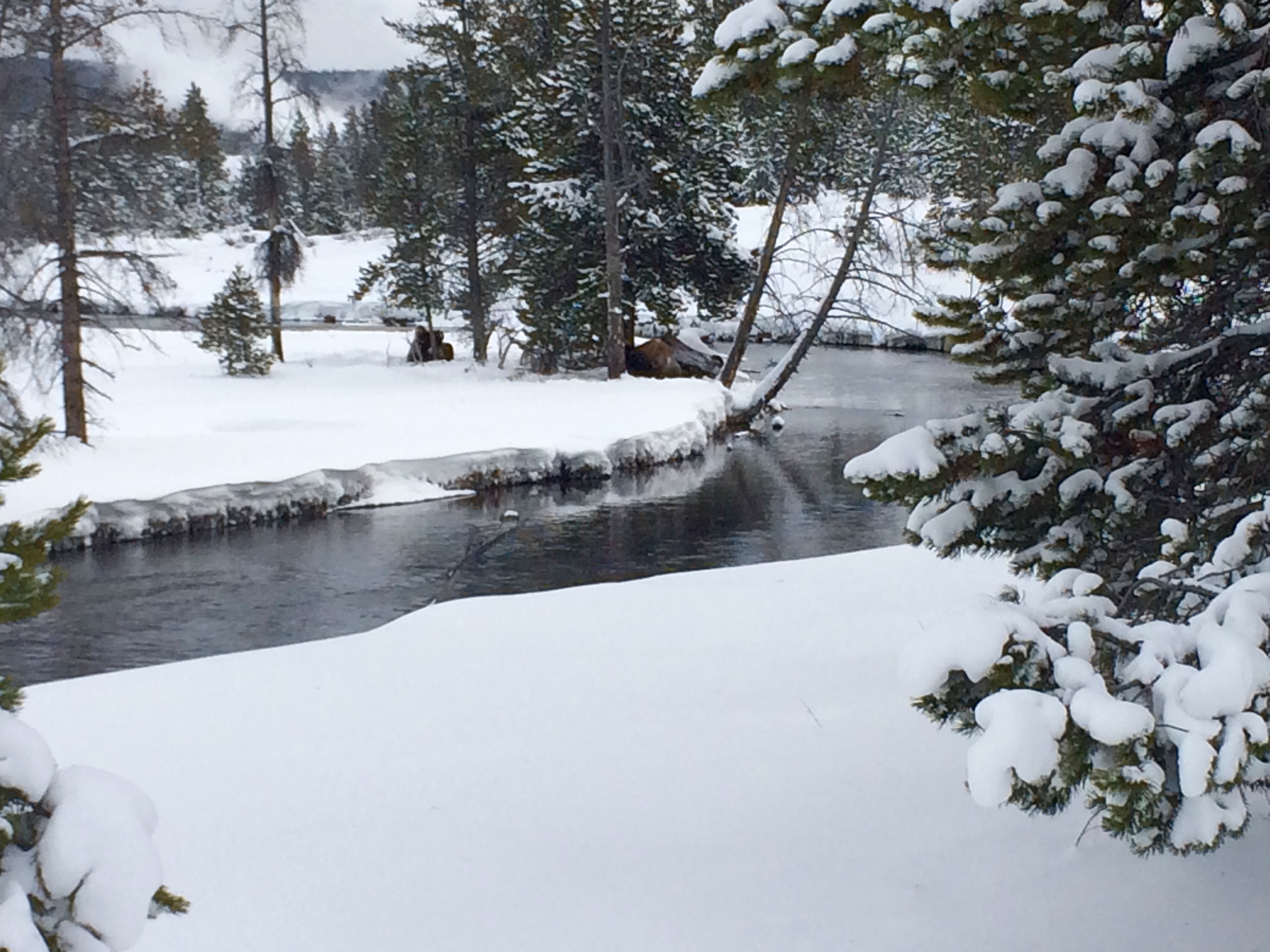 Cross-Country Ski around Old Faithful, Yellowstone