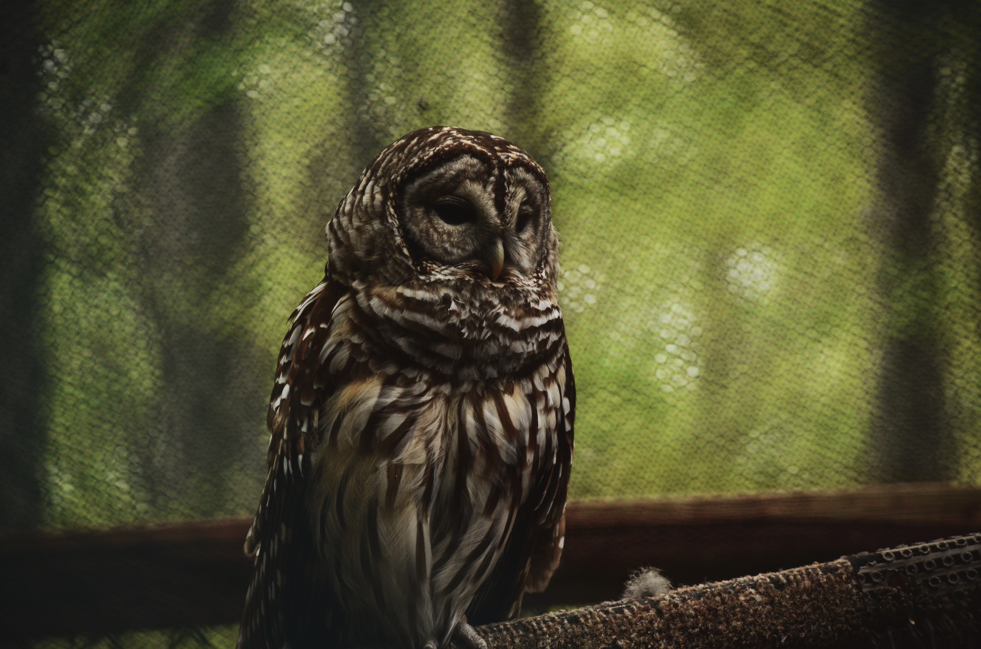 Great Swamp National Wildlife Refuge Loop