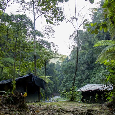 Hiking with wild Orangutans in Bukit Lawang, Sumatra 
