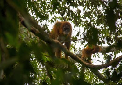 Hiking with wild Orangutans in Bukit Lawang, Sumatra 