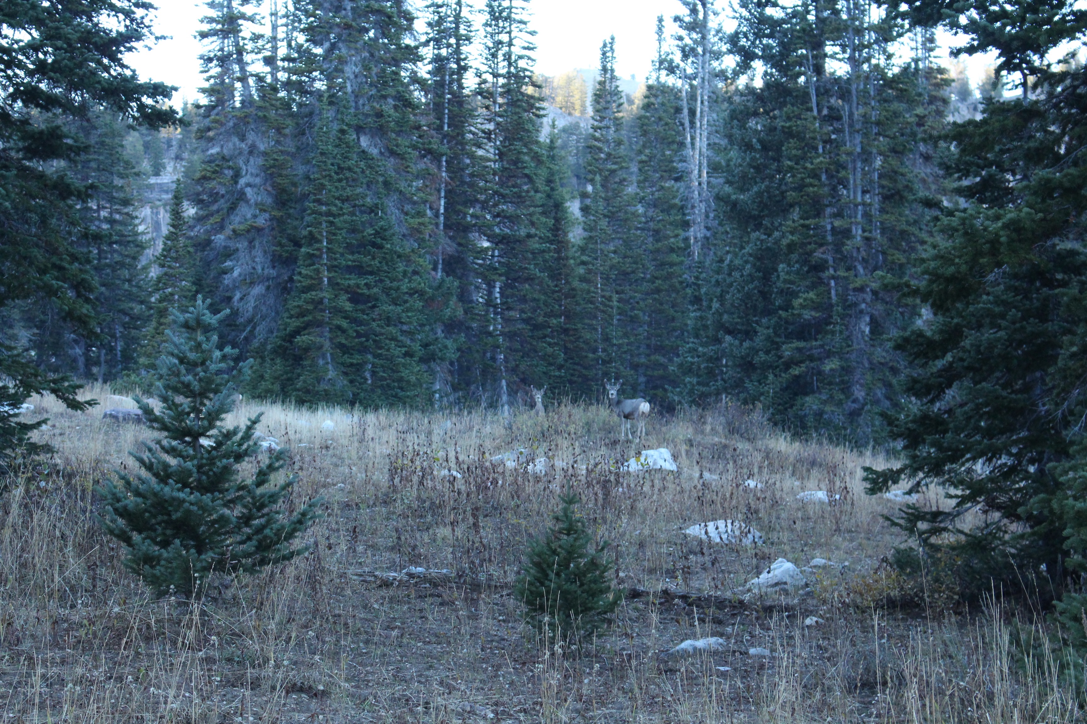 Backpack to White Pine Lake, Logan
