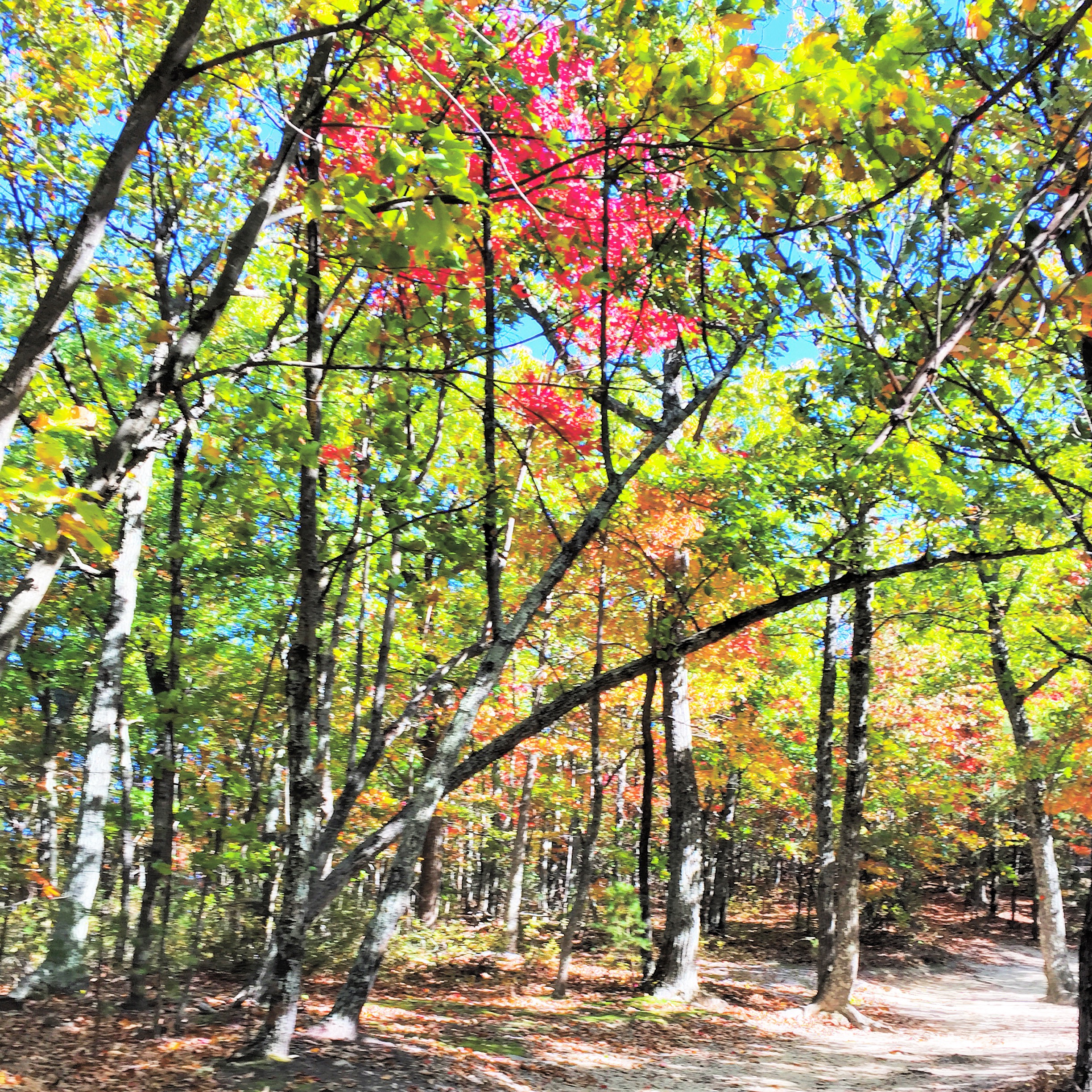 Hanging Rock and Cole Gap Mountain Loop