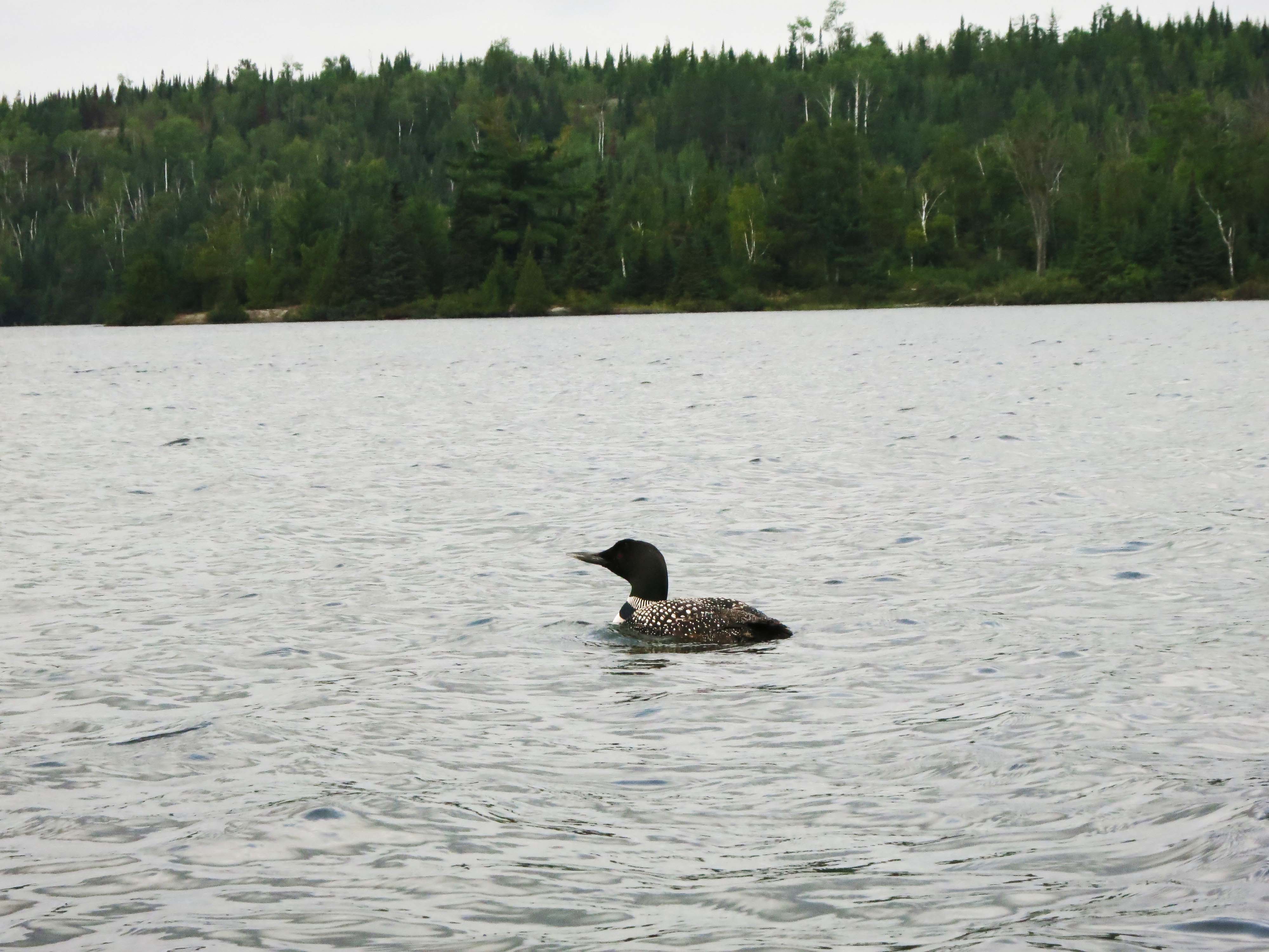 Canoe or Kayak the Ensign and Birch Lake Loop