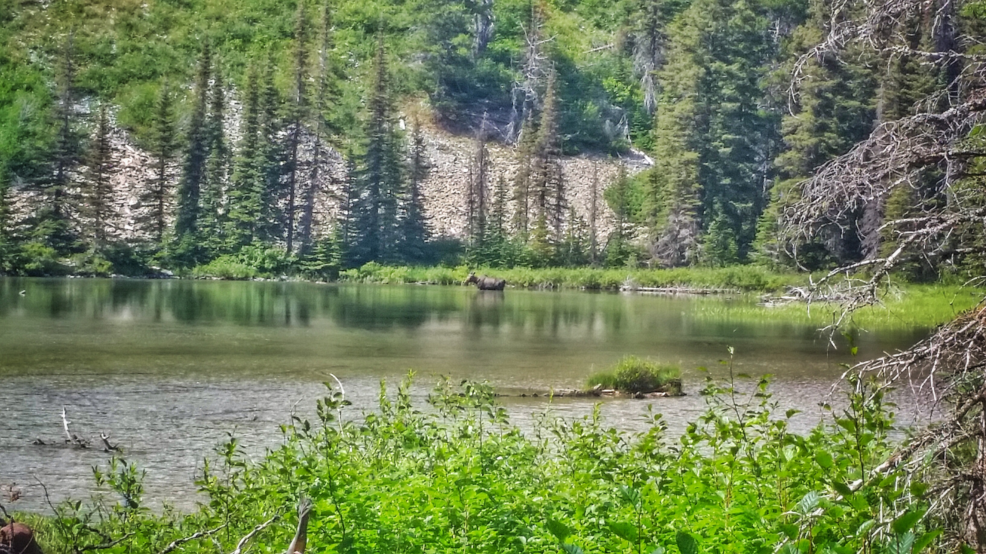 Walk the Swiftcurrent Nature Trail, Glacier National Park