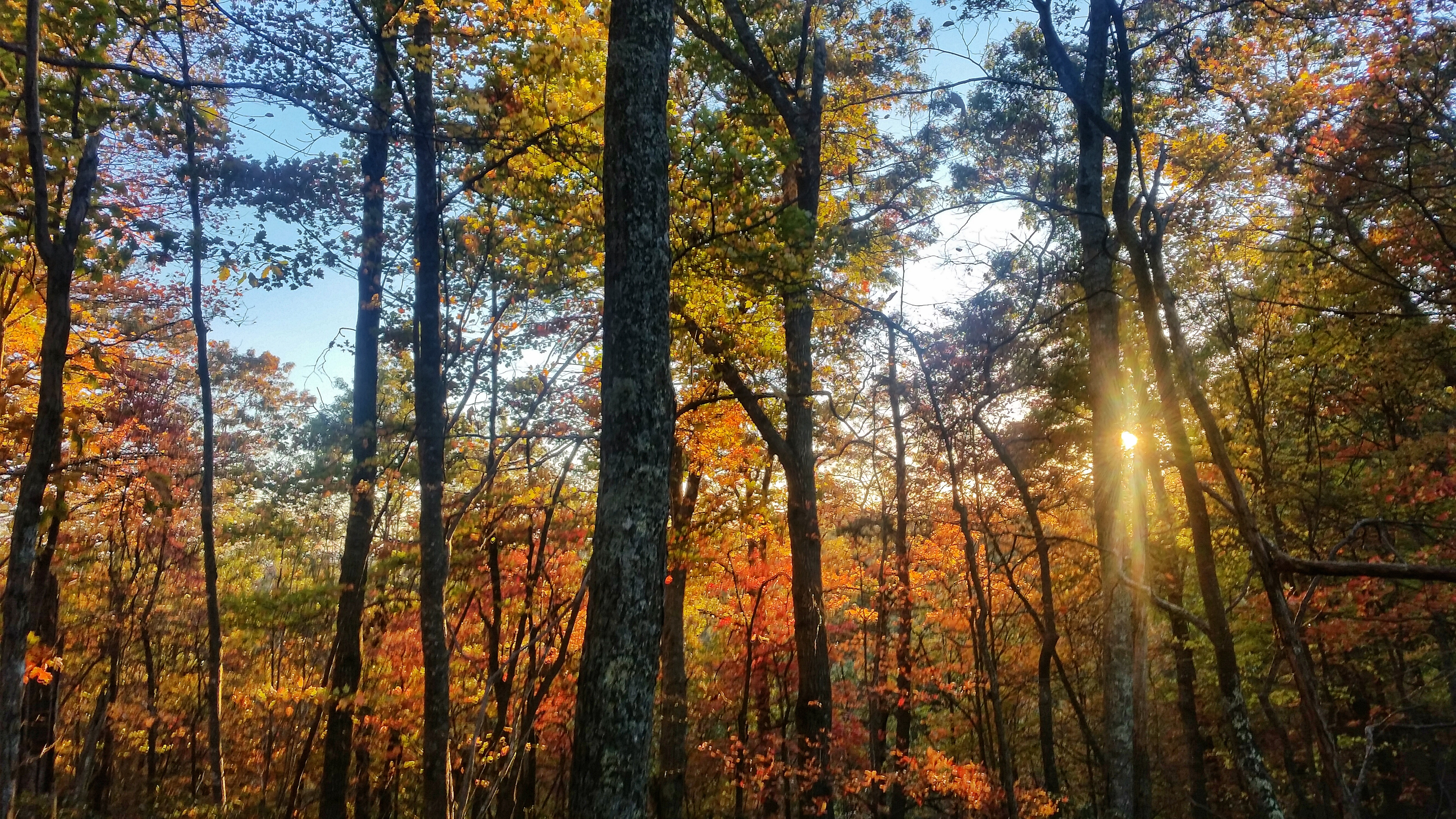 Hike Molly's Knob