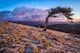 Photograph Ancient Bristlecone Pines on Mt. Goliath
