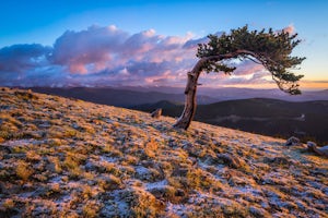 Photograph Ancient Bristlecone Pines on Mt. Goliath