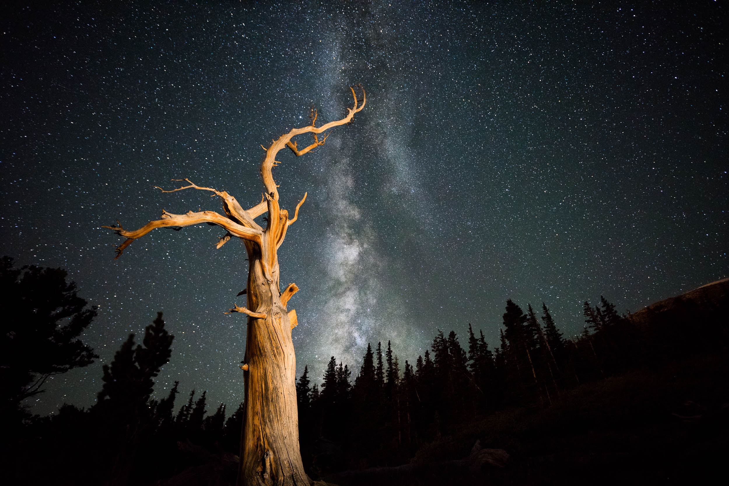 Bristlecone Loop