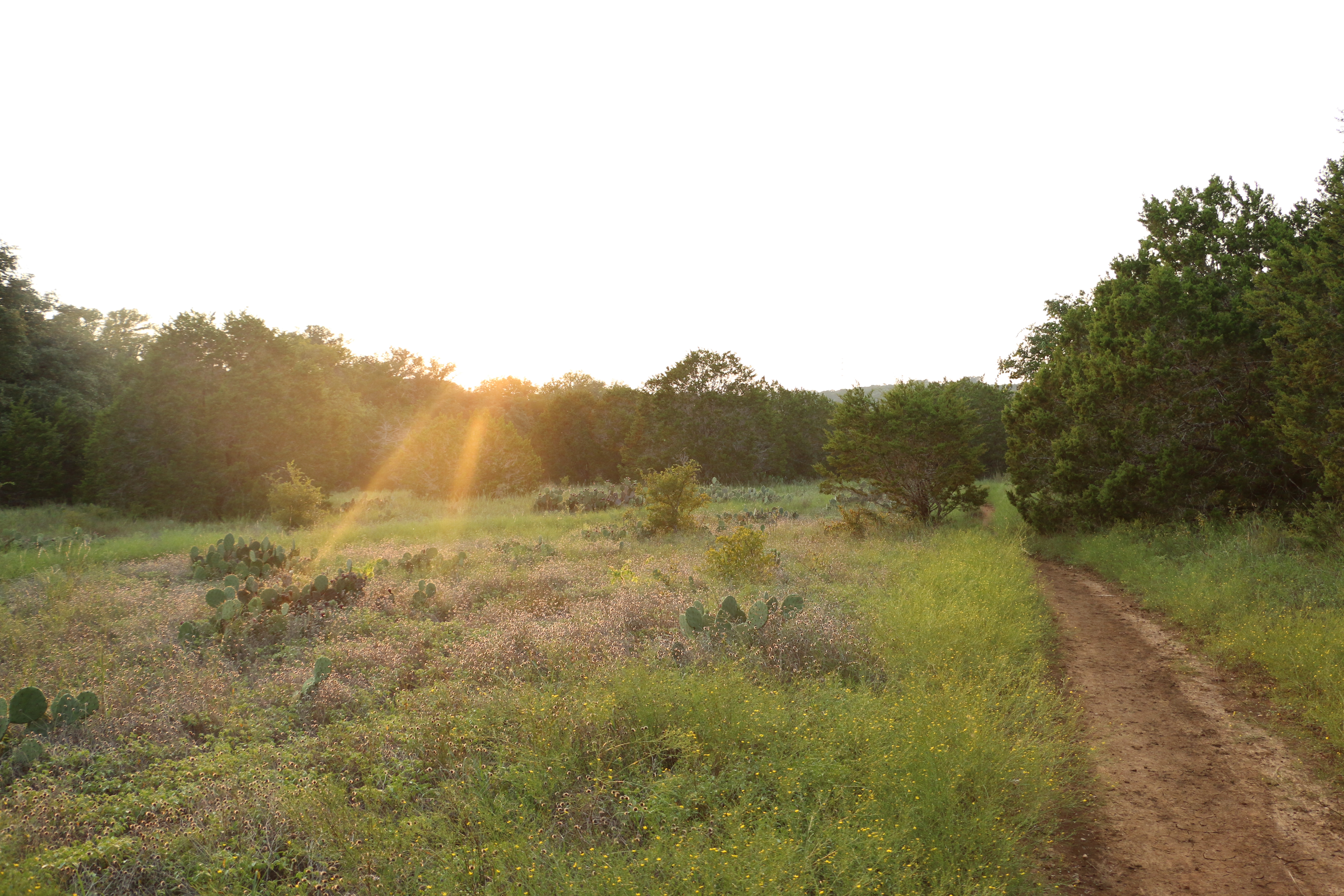 St. Edwards Park Yellow & Blue Trails