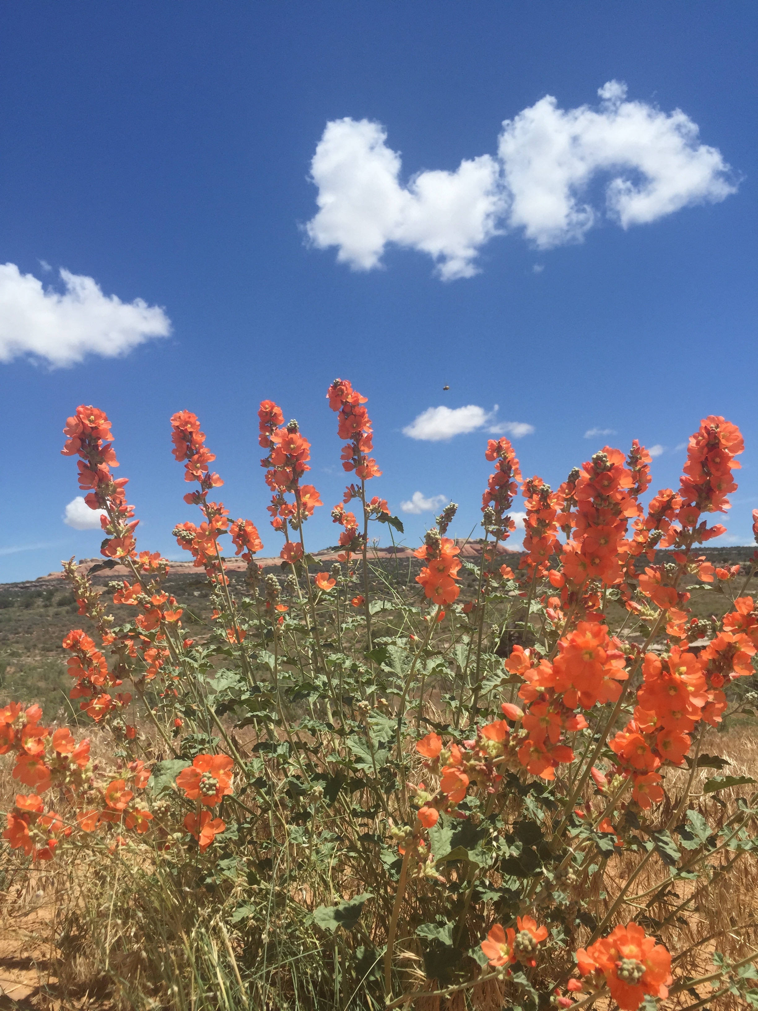 Mountain Bike in the Rabbit Valley Area
