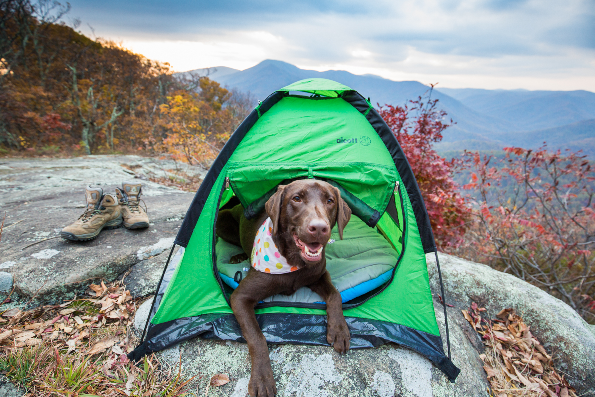 dogs that are good for hiking