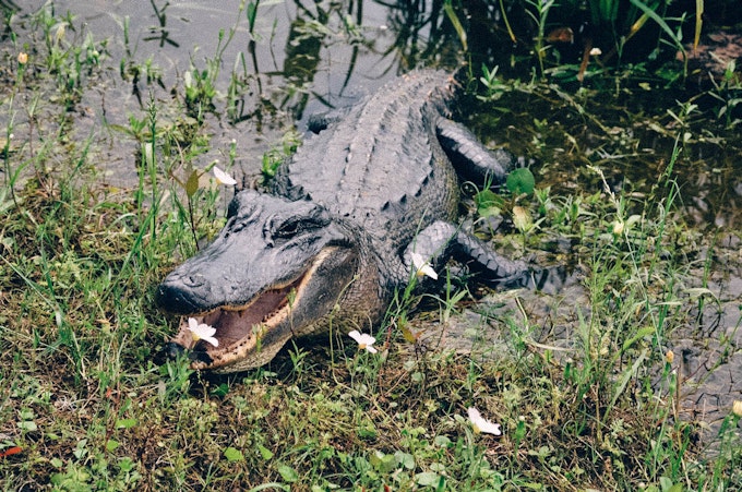 A large crocodile is looking at the camera with it's mouth open while half in some water and half on a marshy section of land.