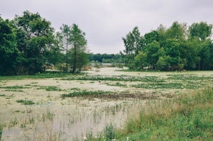 Hike 40-Acre Lake in Brazos Bend