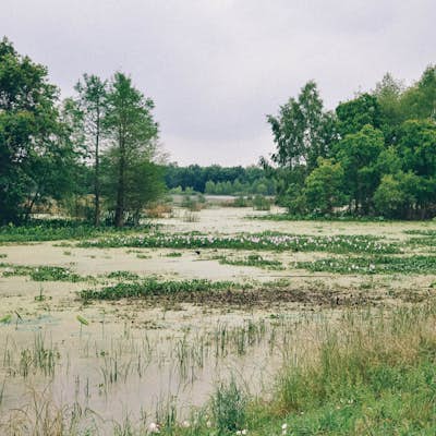 Hike 40-Acre Lake in Brazos Bend