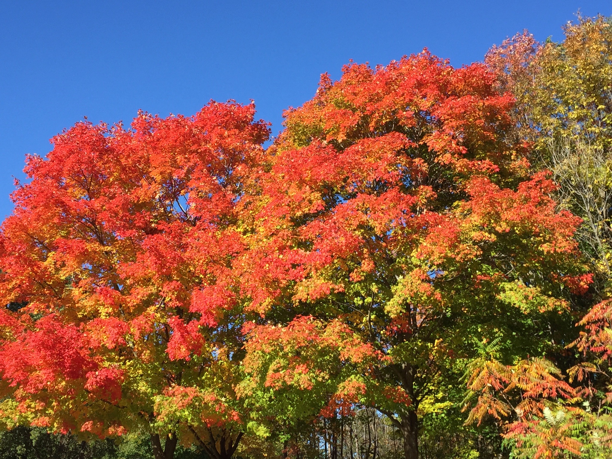 Hike the Dundas Escarpment 