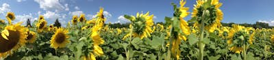 Explore the Sunflower Fields