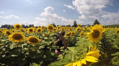 Explore the Sunflower Fields