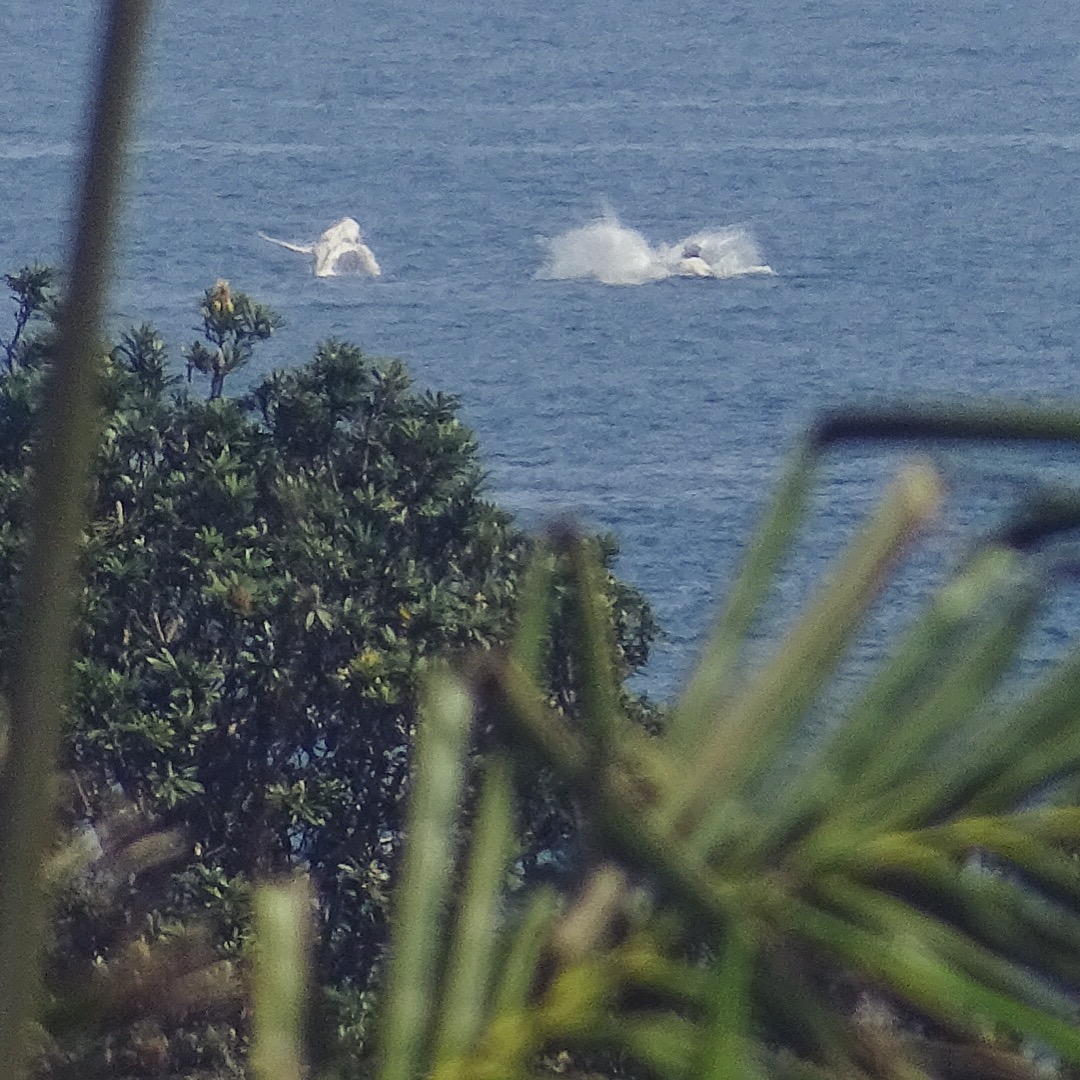 Hike Port Macquarie's Rugged Coastline