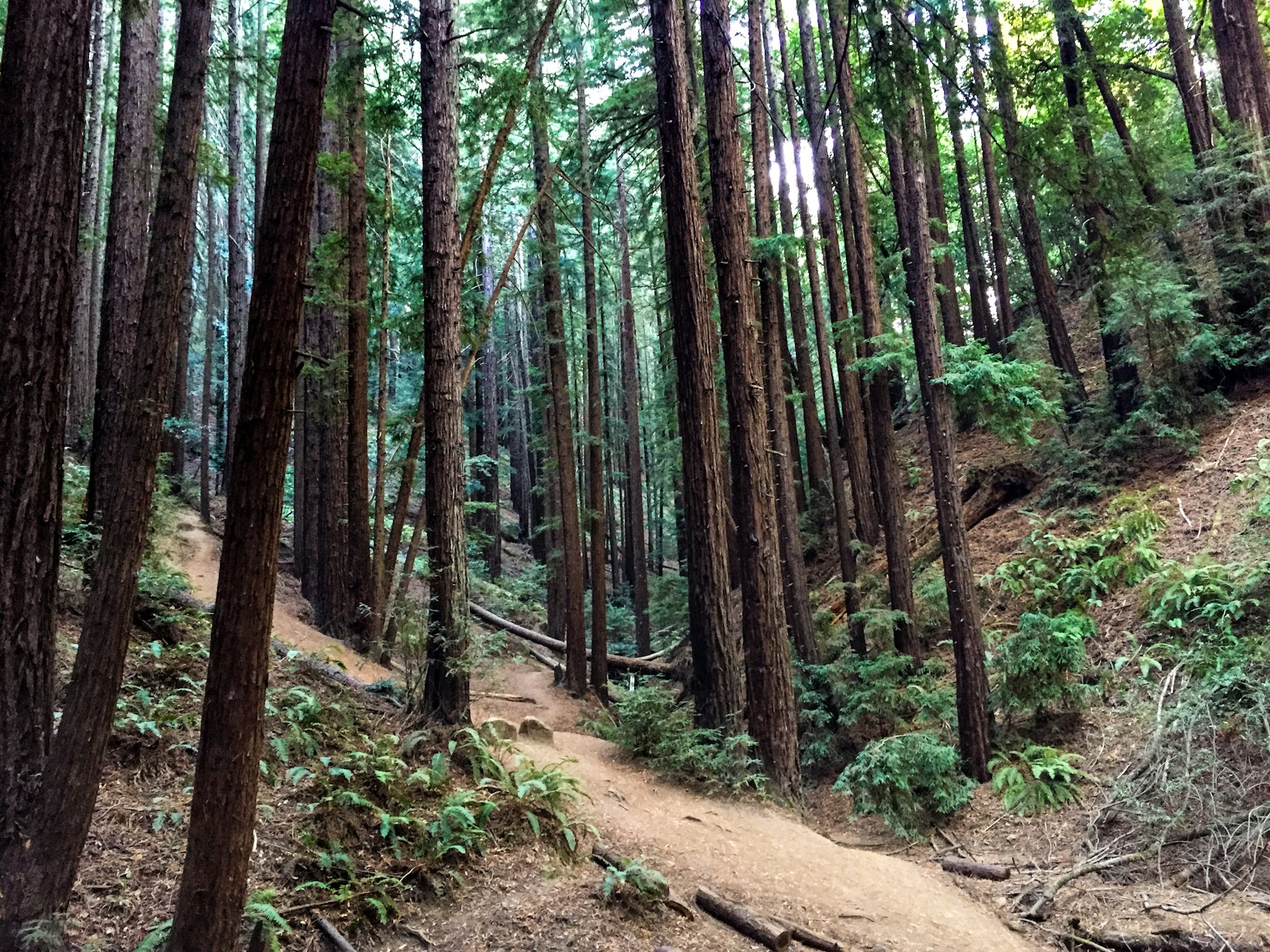 are dogs allowed in redwood regional park