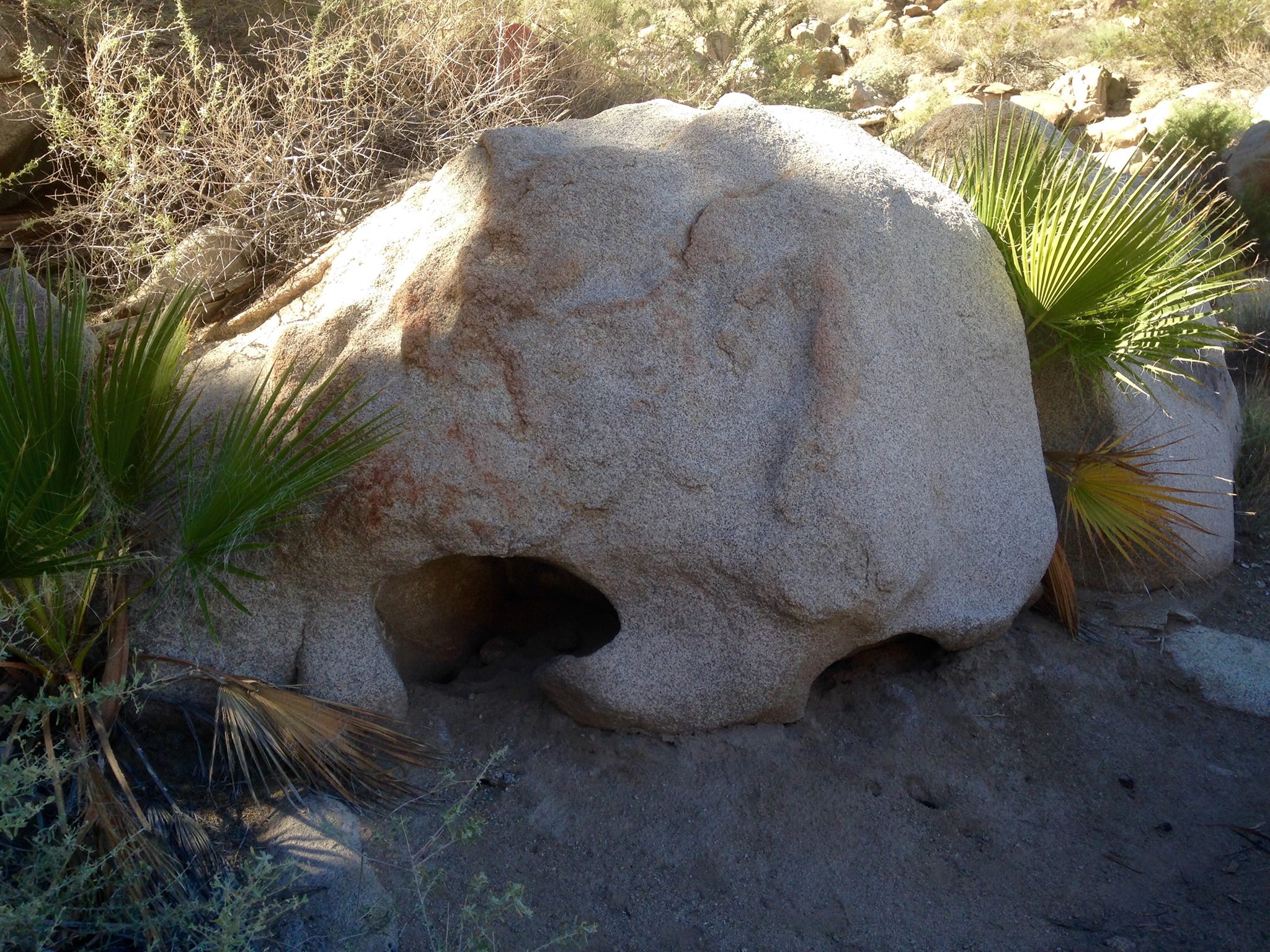 Fortynine Palms Oasis Trail