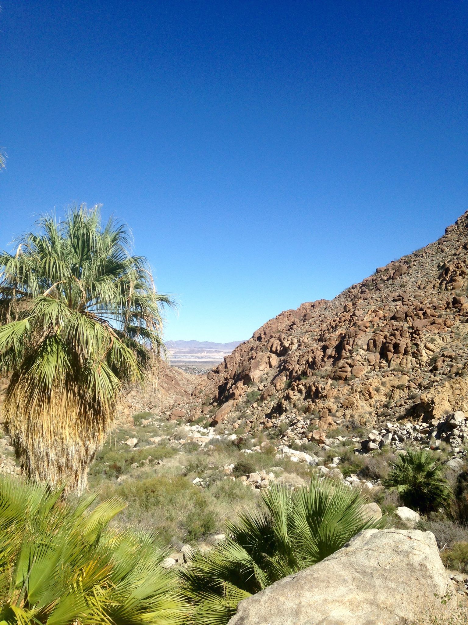 Fortynine Palms Oasis Trail