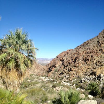 Hike the Fortynine Palms Oasis Trail