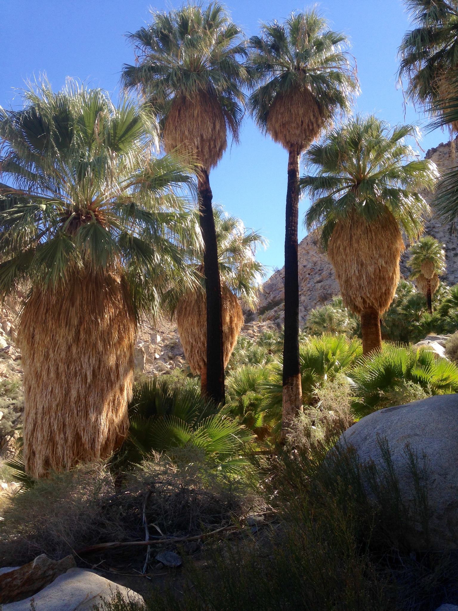 Fortynine Palms Oasis Trail