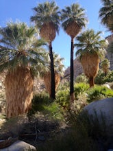 Hike the Fortynine Palms Oasis Trail