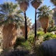 Hike the Fortynine Palms Oasis Trail
