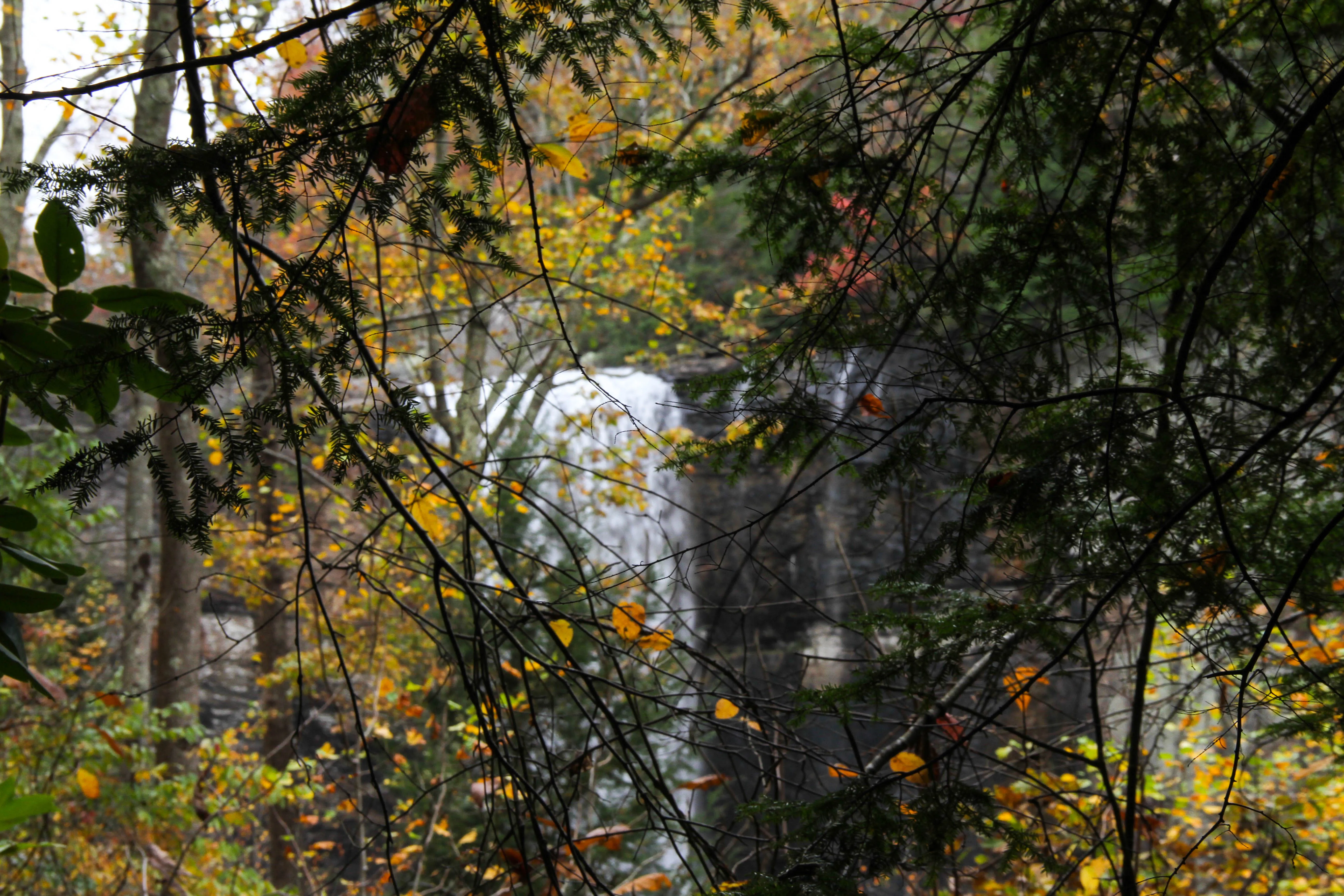 Lula Lake Land Trust