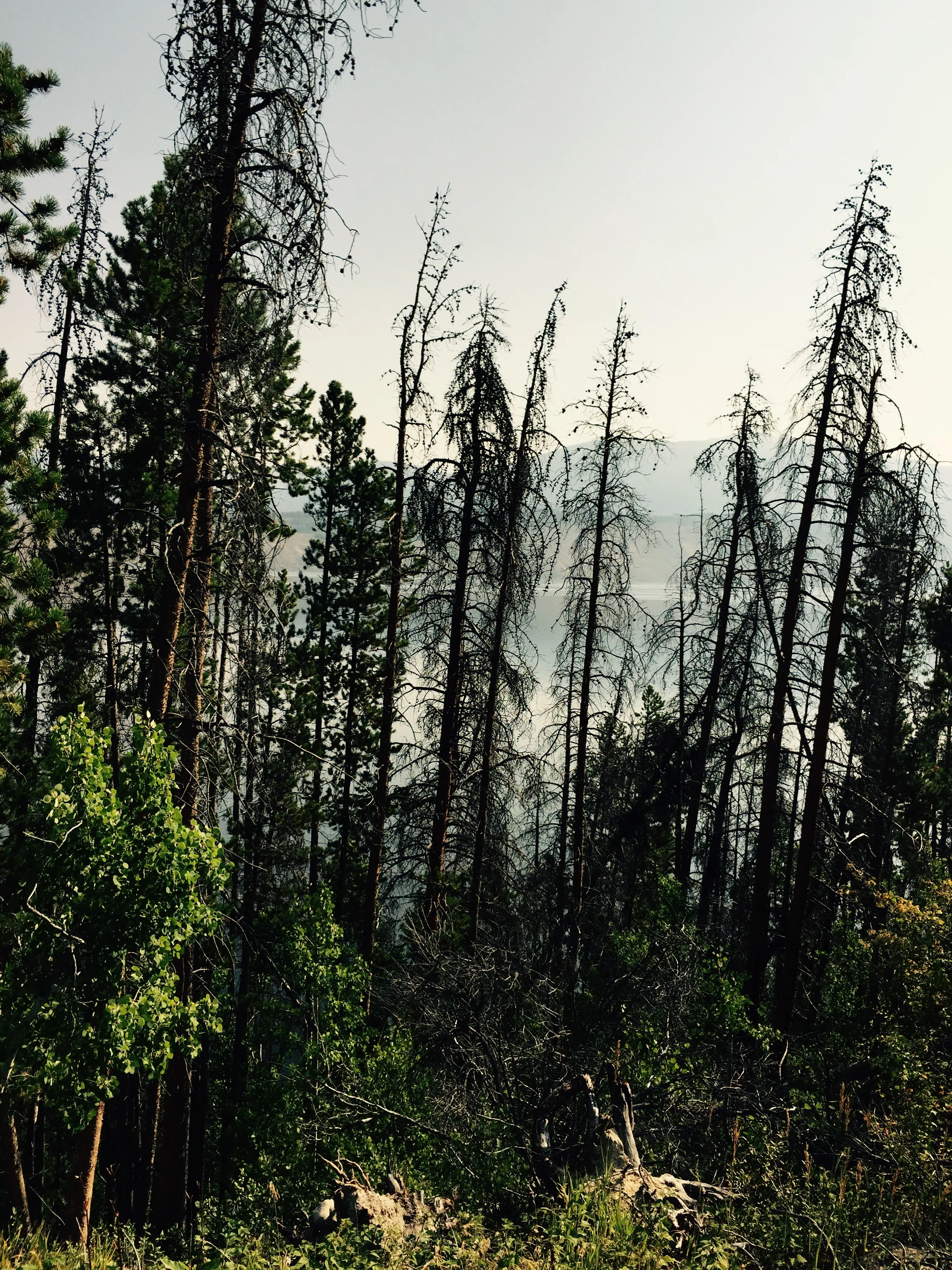 Monarch Lake Loop
