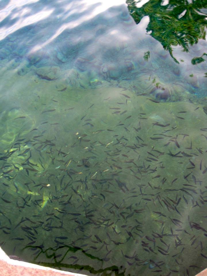 San Solomon Springs