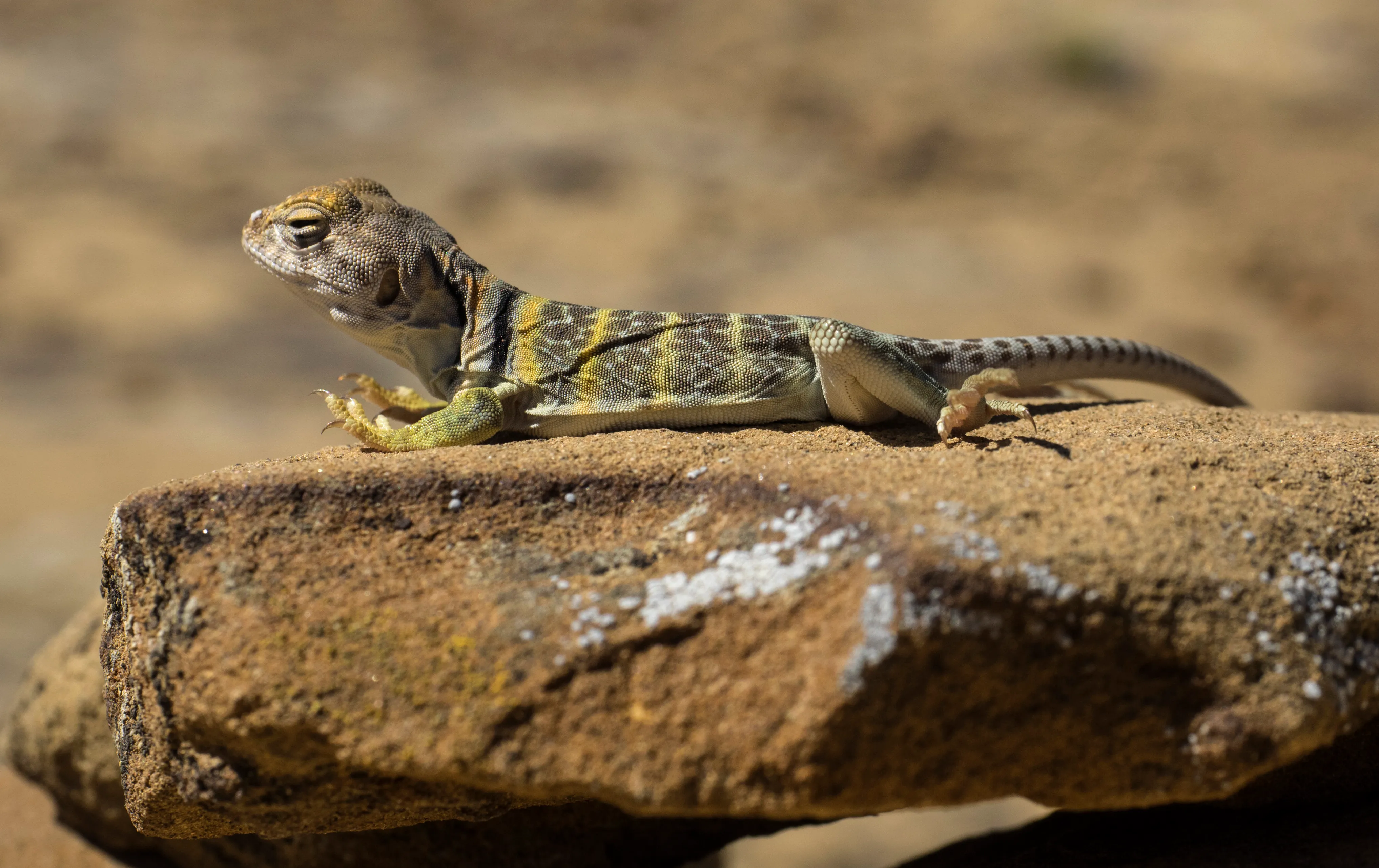 Hike the Pueblo Alto Trail