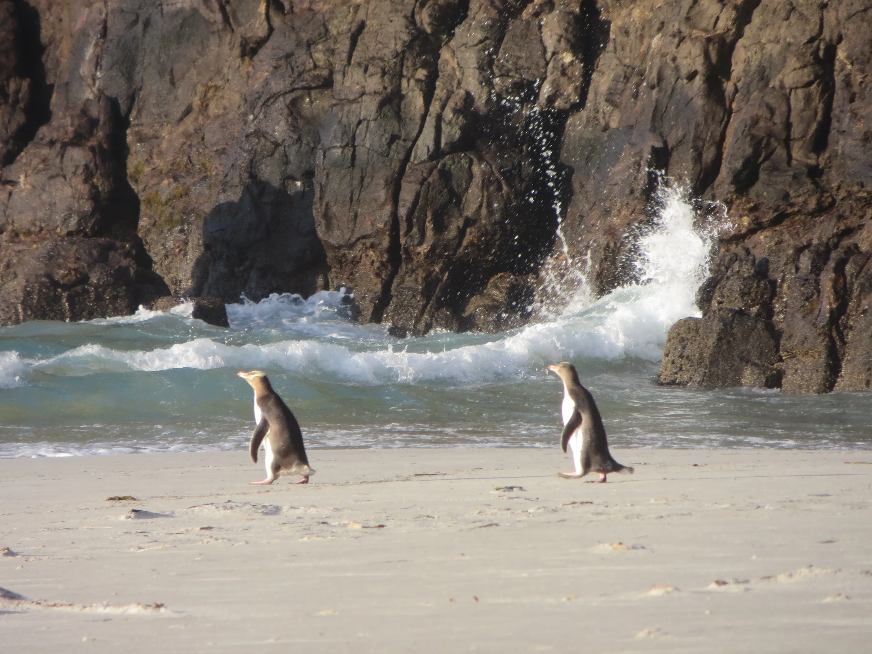Explore Sandfly Bay