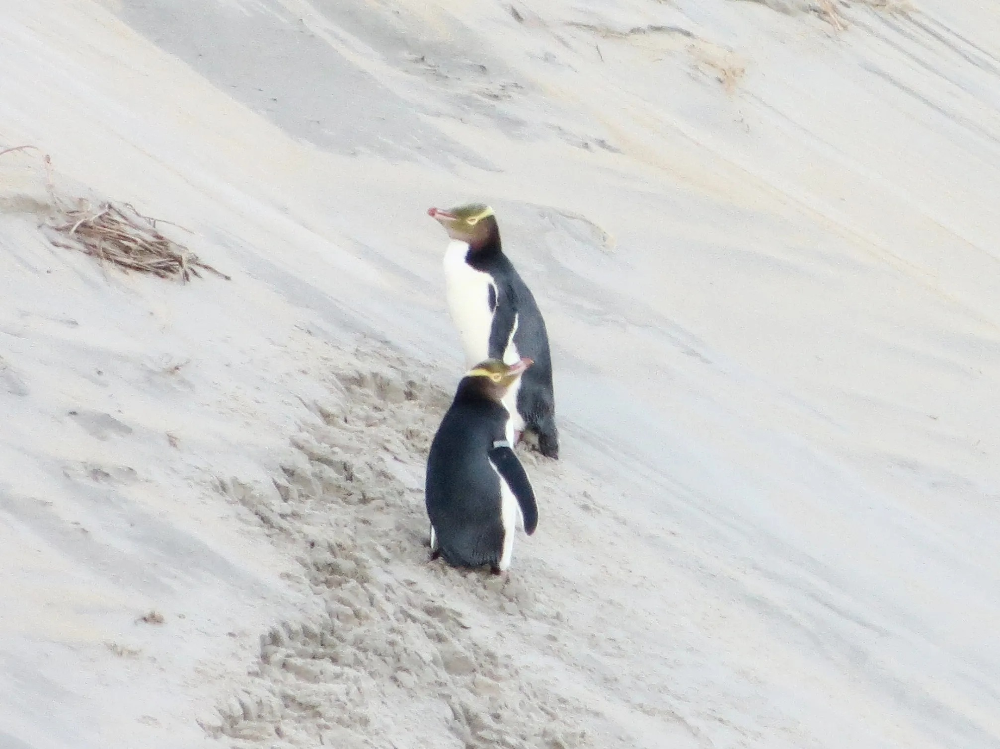 Explore Sandfly Bay