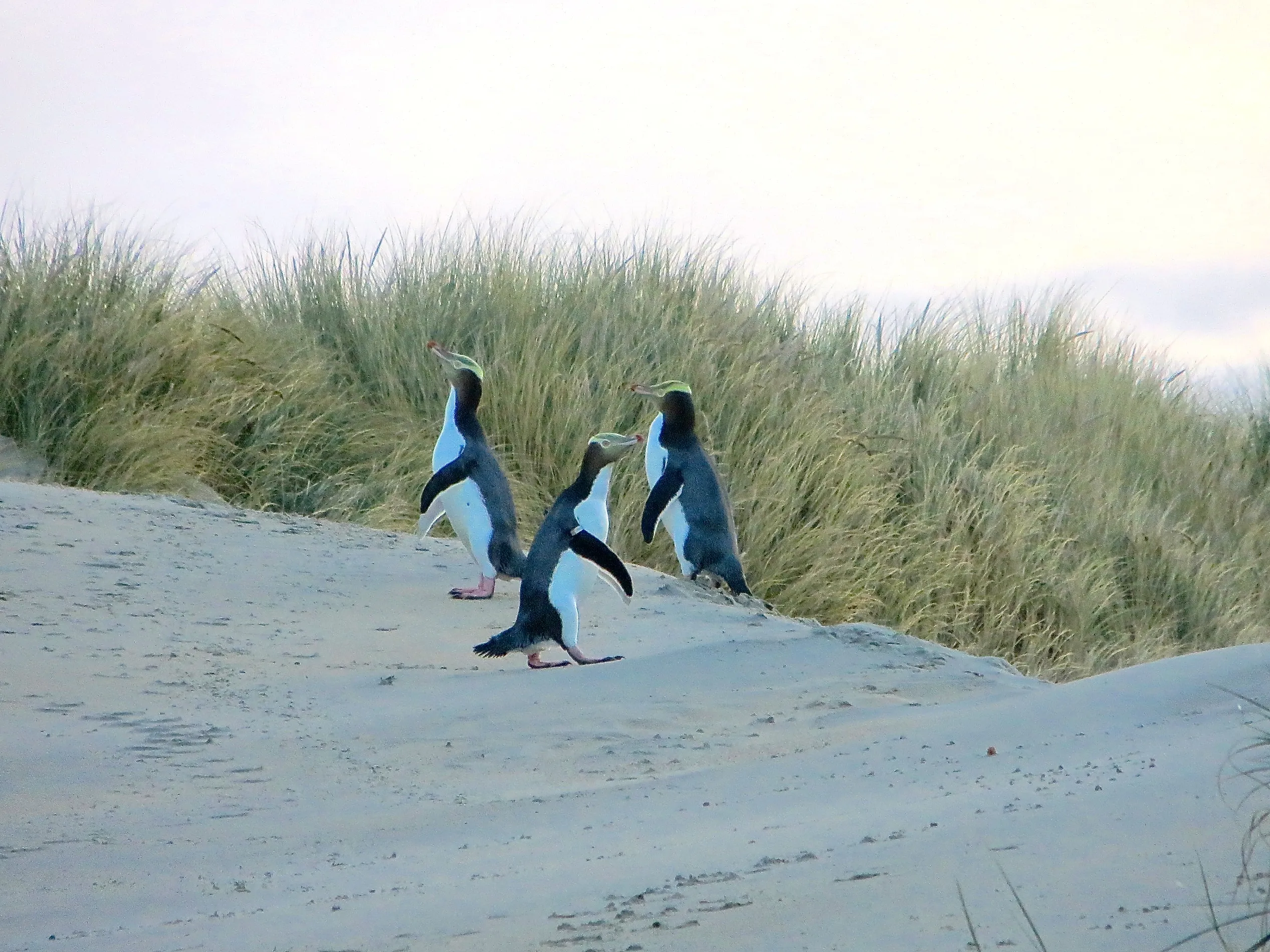 Explore Sandfly Bay