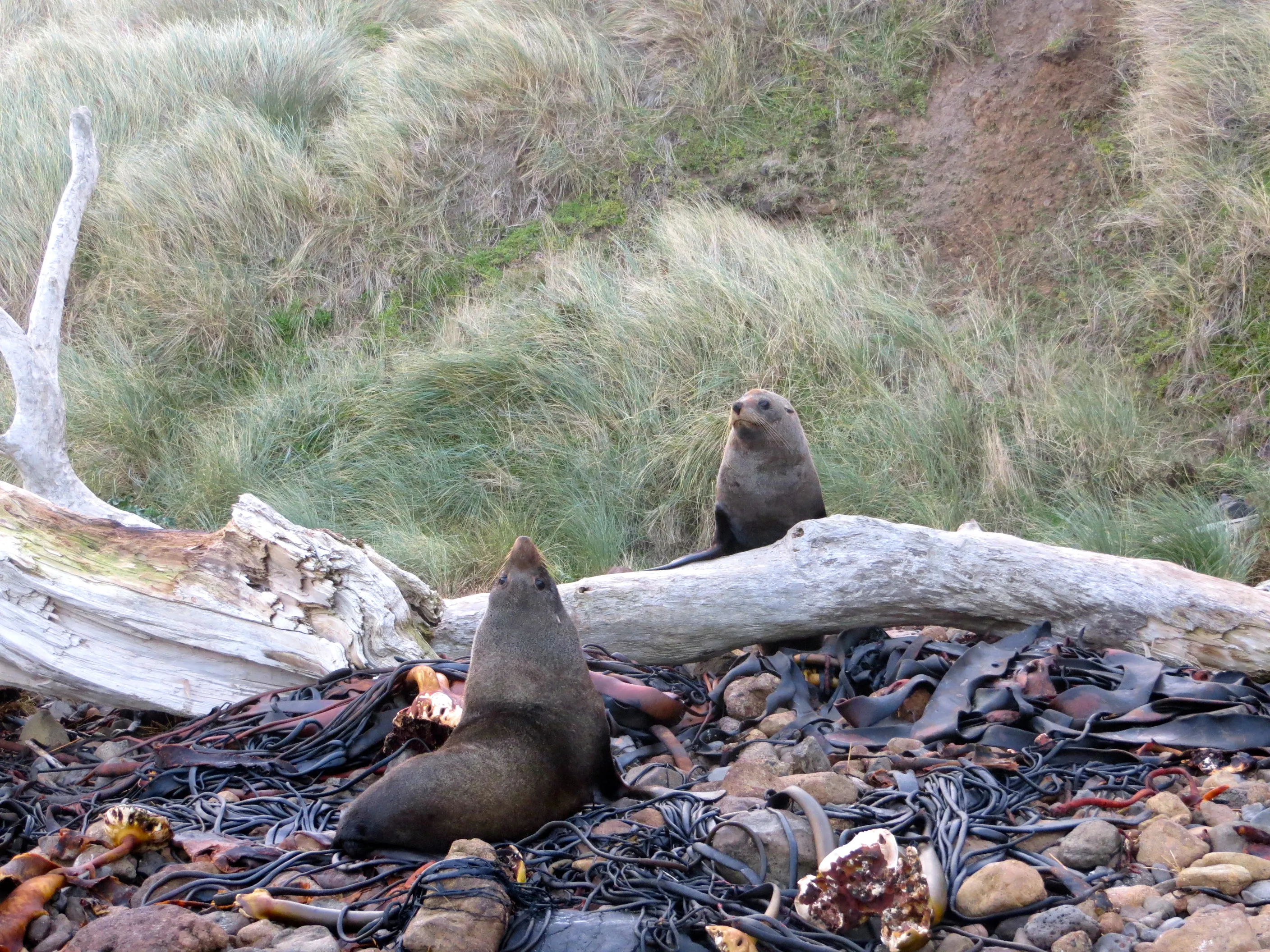 Explore Sandfly Bay