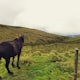 Hike along Faial's Volcanic Crater