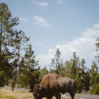 Drive Yellowstone in Half-Day 