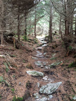 Hike Mount Mitchell via Old Mitchell Trail
