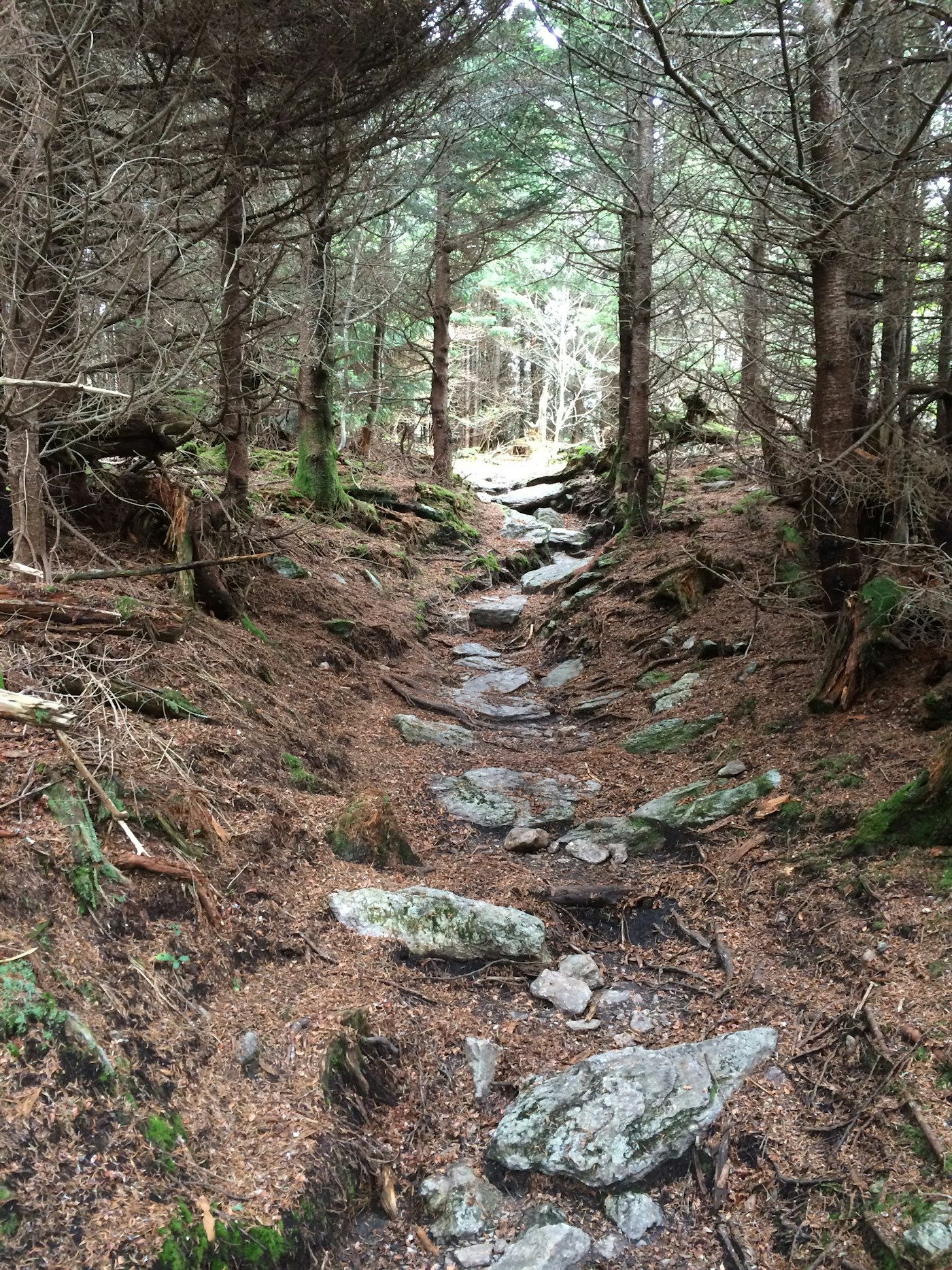 mitchell memorial forest mountain bike trail