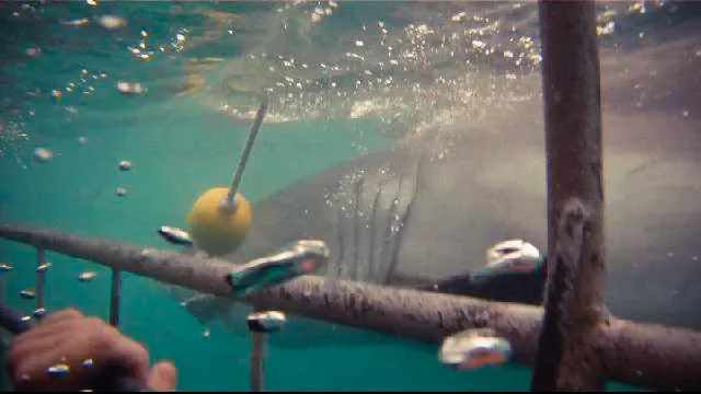 Shark Diving in Gaansbai