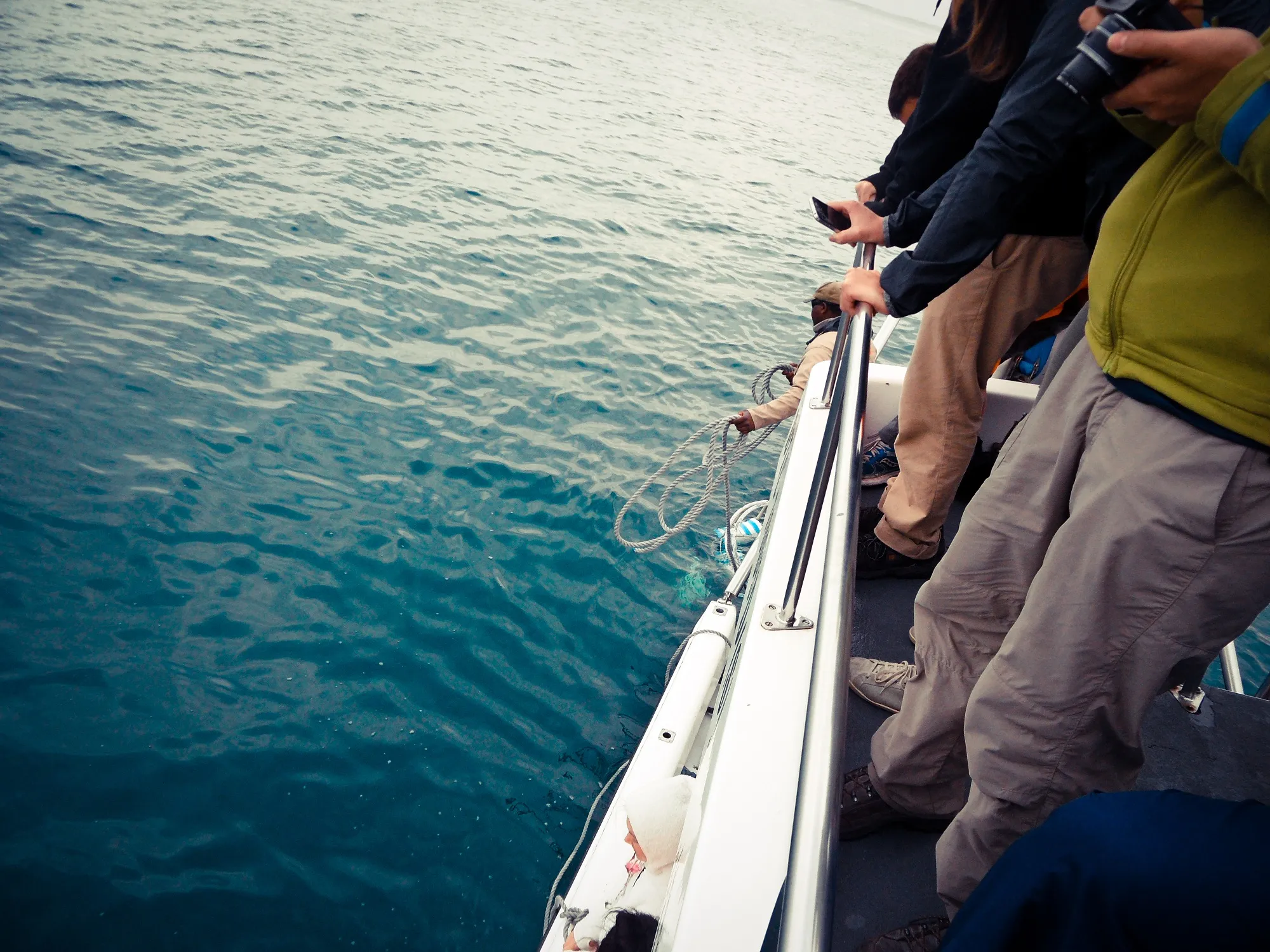 Shark Diving in Gaansbai