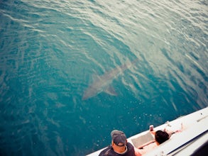 Shark Diving in Gaansbai