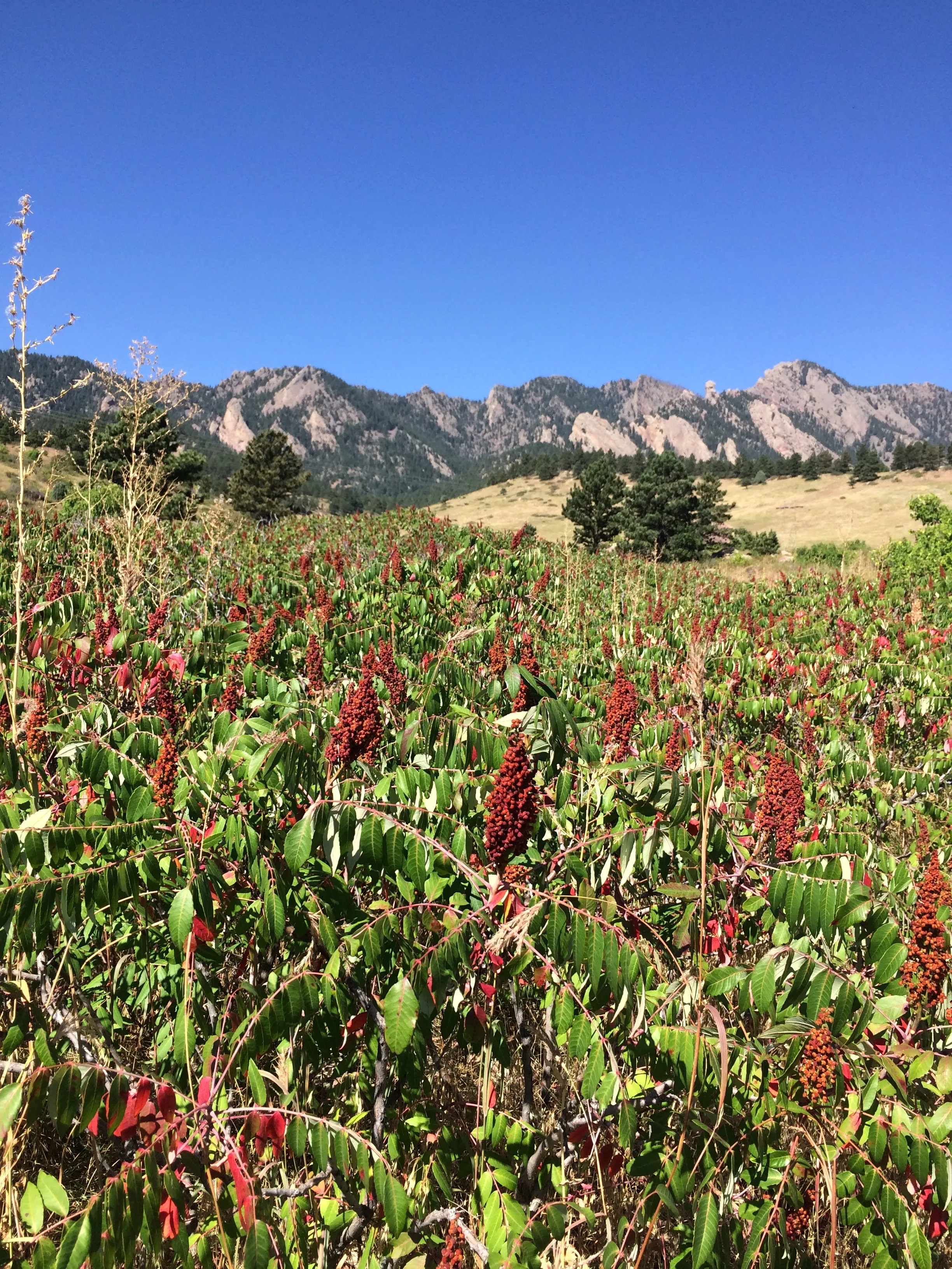 Hike the Big Bluestem Trail Loop